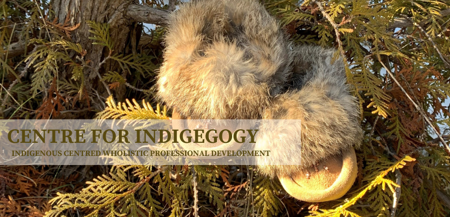 Moccasins in a cedar tree