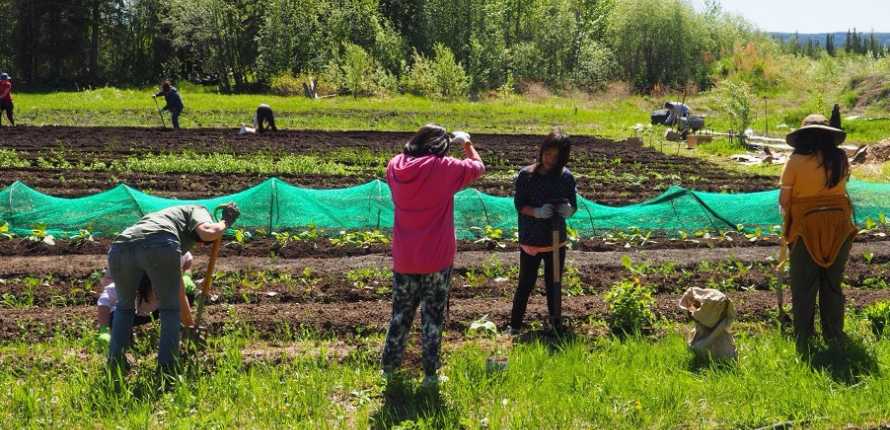 Northern youth participating in garden skills training in Sambaa K’e, NWT. Photo courtesy of Jennifer Temmer.