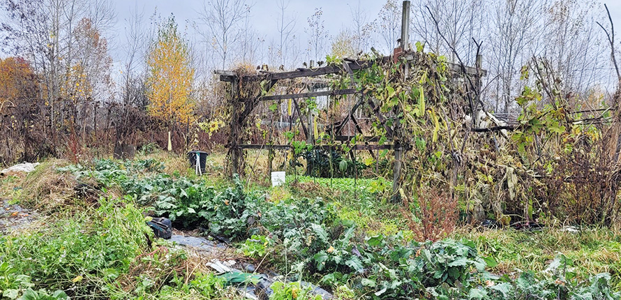 Community garden