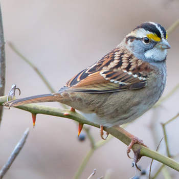 White-throated sparrow