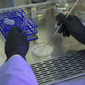 Hands working in laboratory