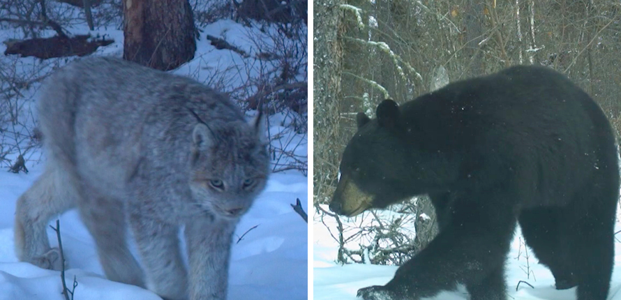 A lynx and a bear in the forest