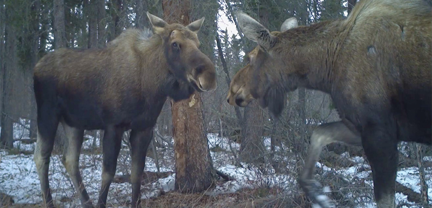 Moose in forest