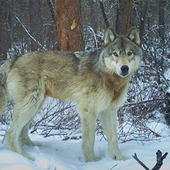 Laurier and Indigenous communities documenting NWT wildlife.