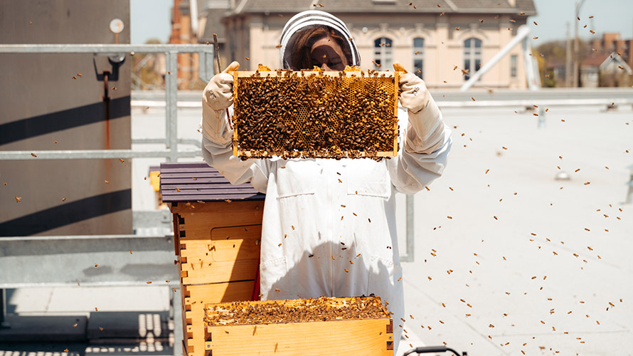 beekeeper inspects hives at Laurier Brantford campus